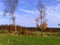 herbst in der eifel1