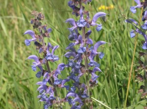 Wiesensalbei